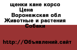 щенки кане корсо › Цена ­ 25 000 - Воронежская обл. Животные и растения » Собаки   